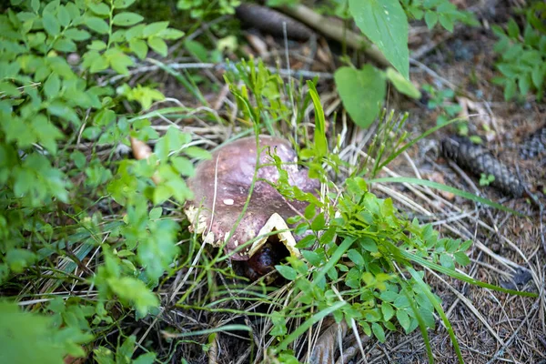 夏天的一天 在山林里的蘑菇 关闭宏视图 — 图库照片