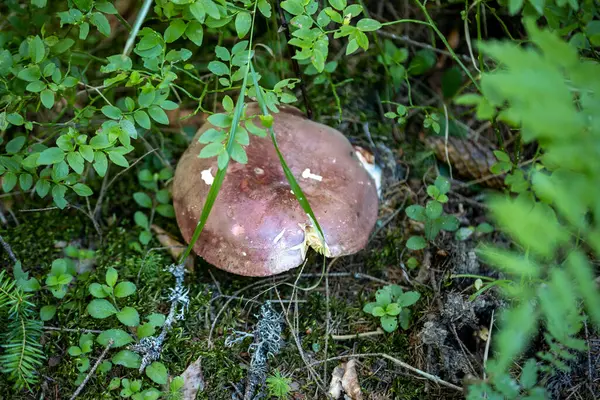 Bir yaz günü dağ ormanında mantar. Makro görünümü kapat.