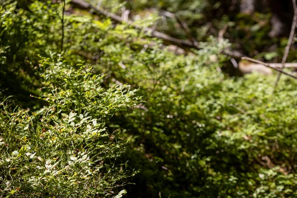 Yazın yeşil orman. Makro görünümü kapat.