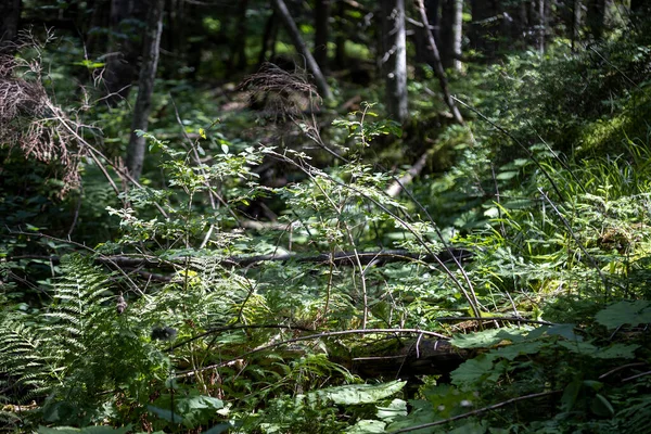 Yazın yeşil orman. Makro görünümü kapat.