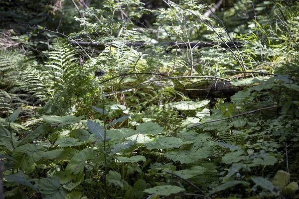 Green Forest Summer Close Macro View — Zdjęcie stockowe