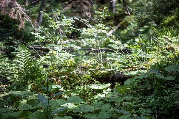 Groen Bos Zomer Macro Close Upweergave — Stockfoto