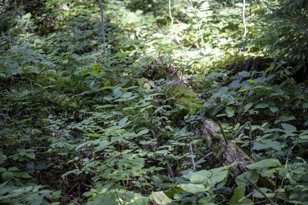 Yazın yeşil orman. Makro görünümü kapat.