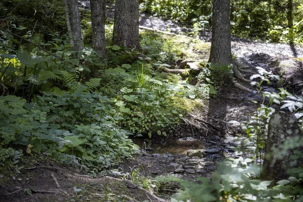 Mountain Forest Ukrainian Carpathians — Stock Photo, Image