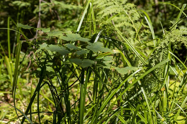 Yazın yeşil orman. Makro görünümü kapat.