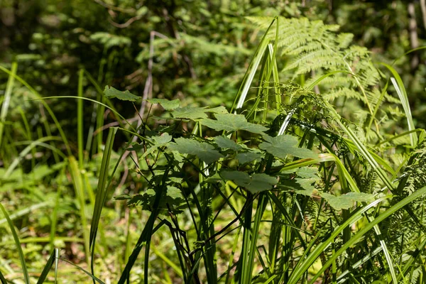 Yazın yeşil orman. Makro görünümü kapat.