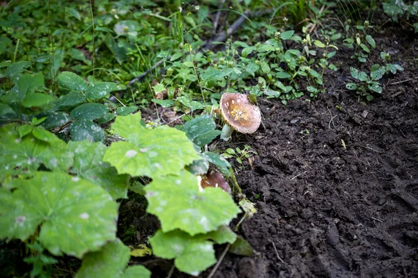Bir yaz günü dağ ormanında mantar. Makro görünümü kapat.