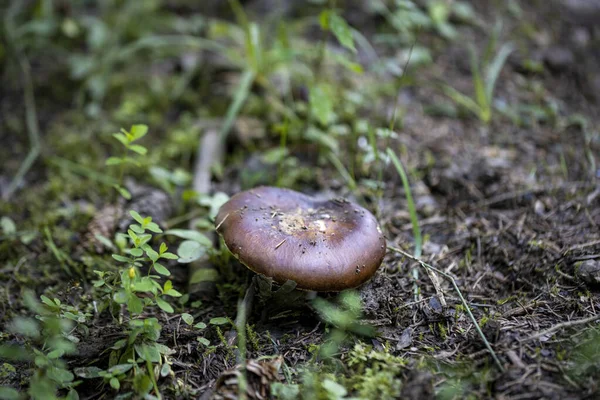 Bir yaz günü dağ ormanında mantar. Makro görünümü kapat.