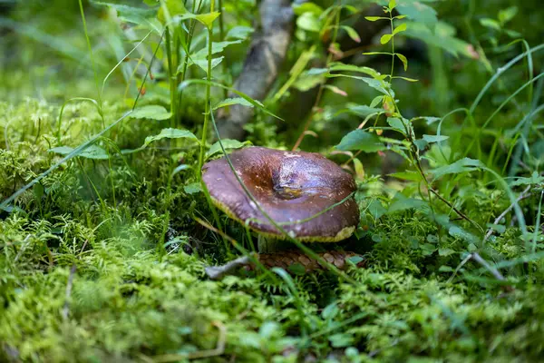 Bir yaz günü dağ ormanında mantar. Makro görünümü kapat.