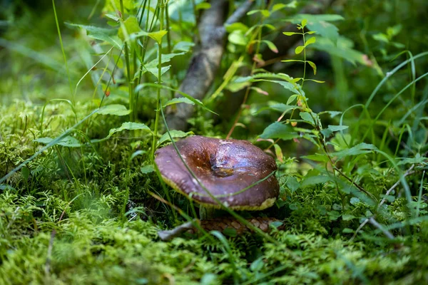 Mushroom Mountain Forest Summer Day Close Macro View — Stockfoto