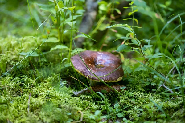 Bir yaz günü dağ ormanında mantar. Makro görünümü kapat.