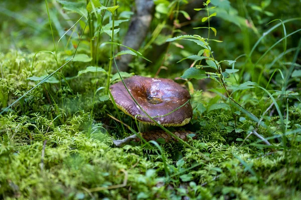 Bir yaz günü dağ ormanında mantar. Makro görünümü kapat.
