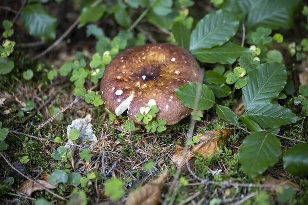 Mushroom Mountain Forest Summer Day Close Macro View — Foto de Stock