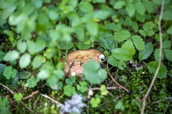 Bir yaz günü dağ ormanında mantar. Makro görünümü kapat.