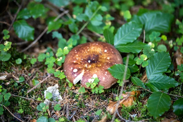 Svamp Fjällskogen Sommardag Närbild Makro — Stockfoto