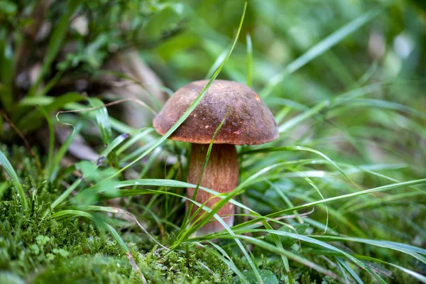 Bir yaz günü dağ ormanında mantar. Makro görünümü kapat.