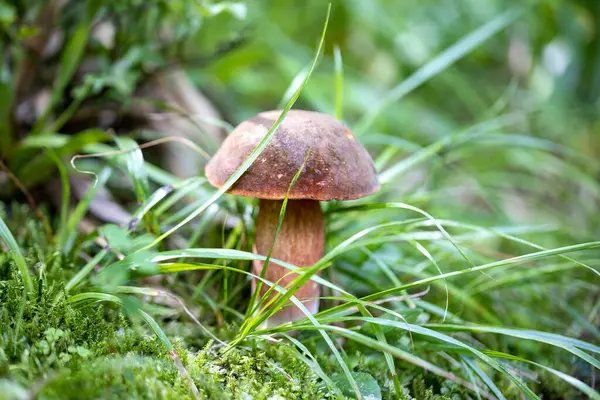 Bir yaz günü dağ ormanında mantar. Makro görünümü kapat.