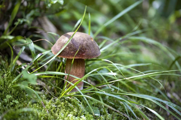 Bir yaz günü dağ ormanında mantar. Makro görünümü kapat.