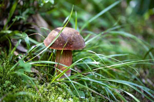 Mushroom in the mountain forest on a summer day. Close up macro view.