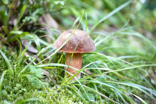 Bir yaz günü dağ ormanında mantar. Makro görünümü kapat.