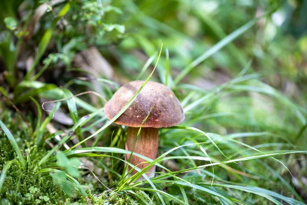 Bir yaz günü dağ ormanında mantar. Makro görünümü kapat.