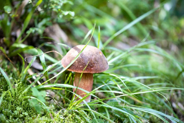 Bir yaz günü dağ ormanında mantar. Makro görünümü kapat.