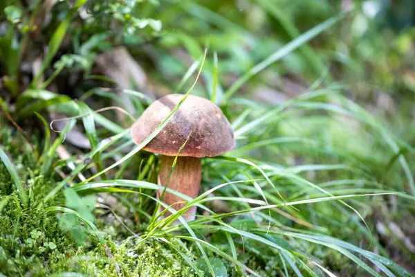 Mushroom Mountain Forest Summer Day Close Macro View —  Fotos de Stock