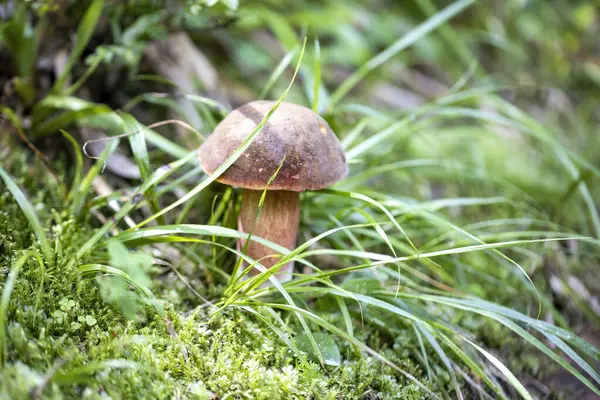Mushroom Mountain Forest Summer Day Close Macro View — Stock Photo, Image