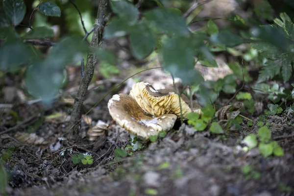 Bir yaz günü dağ ormanında mantar. Makro görünümü kapat.