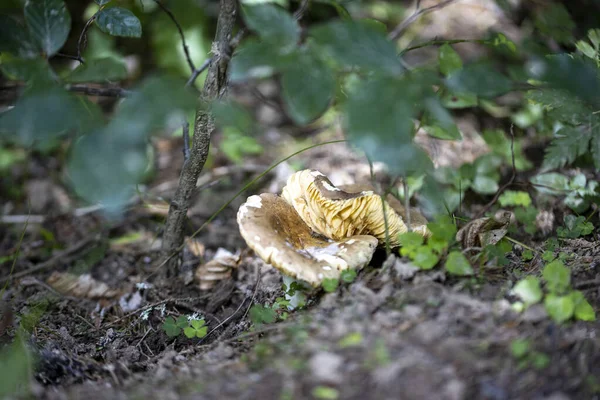 Bir yaz günü dağ ormanında mantar. Makro görünümü kapat.