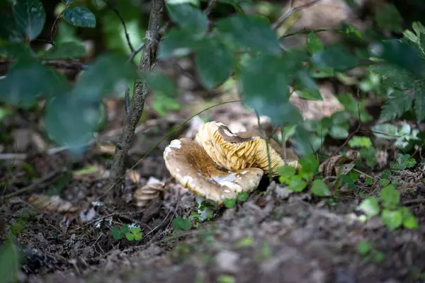 Bir yaz günü dağ ormanında mantar. Makro görünümü kapat.