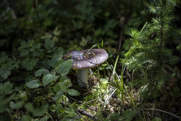 Mushroom Mountain Forest Summer Day Close Macro View —  Fotos de Stock