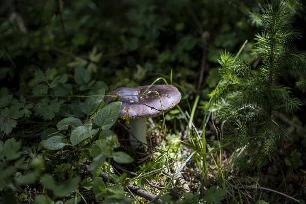 Bir yaz günü dağ ormanında mantar. Makro görünümü kapat.