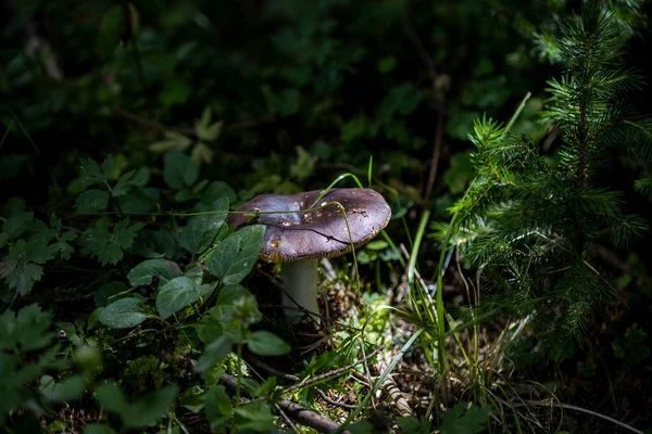 Bir yaz günü dağ ormanında mantar. Makro görünümü kapat.