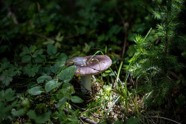 夏天的一天 在山林里的蘑菇 关闭宏视图 — 图库照片