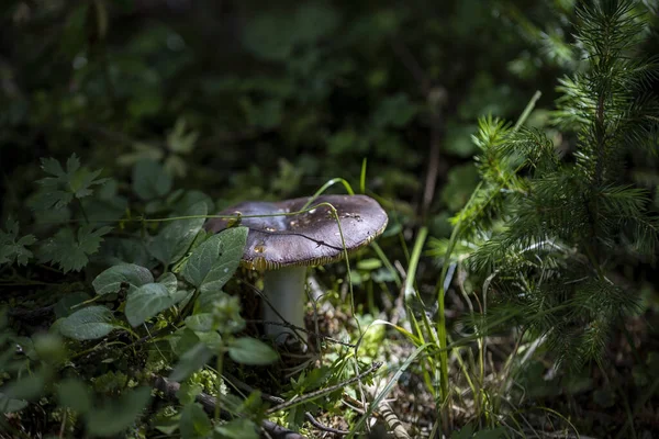 Mushroom Mountain Forest Summer Day Close Macro View —  Fotos de Stock