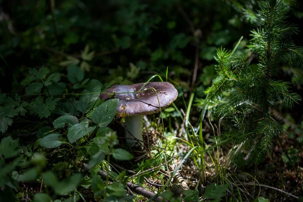 Mushroom Mountain Forest Summer Day Close Macro View —  Fotos de Stock