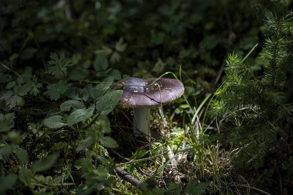 Bir yaz günü dağ ormanında mantar. Makro görünümü kapat.
