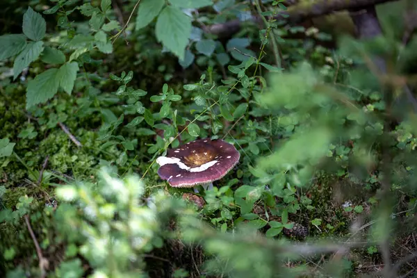 Bir yaz günü dağ ormanında mantar. Makro görünümü kapat.