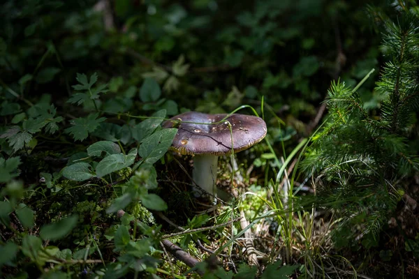 Bir yaz günü dağ ormanında mantar. Makro görünümü kapat.