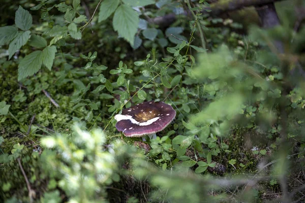 Bir yaz günü dağ ormanında mantar. Makro görünümü kapat.