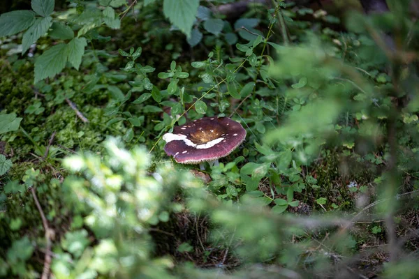 Bir yaz günü dağ ormanında mantar. Makro görünümü kapat.