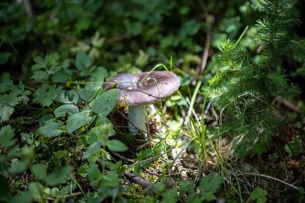 Bir yaz günü dağ ormanında mantar. Makro görünümü kapat.