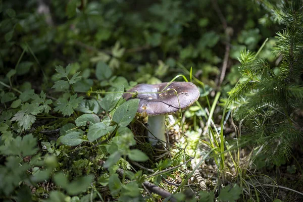 Bir yaz günü dağ ormanında mantar. Makro görünümü kapat.