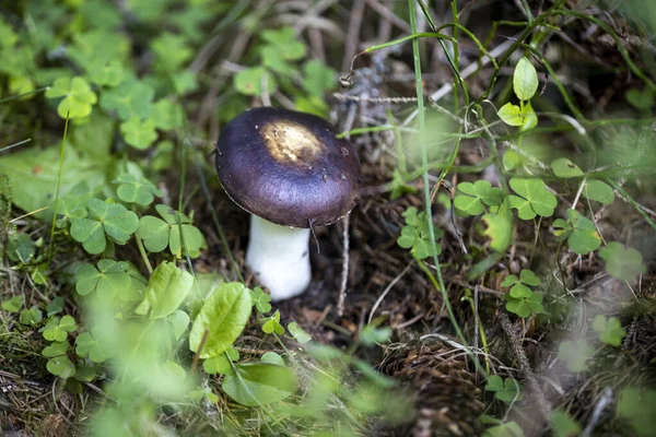 Bir yaz günü dağ ormanında mantar. Makro görünümü kapat.