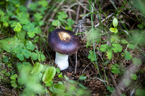 Bir yaz günü dağ ormanında mantar. Makro görünümü kapat.