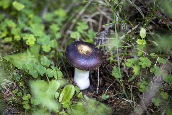 Bir yaz günü dağ ormanında mantar. Makro görünümü kapat.