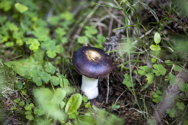 Bir yaz günü dağ ormanında mantar. Makro görünümü kapat.