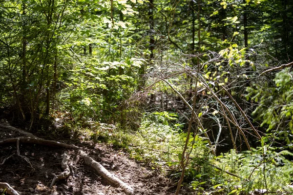Ukrayna Karpatlarının Dağ Ormanı.