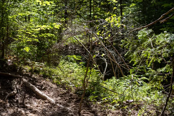 Ukrayna Karpatlarının Dağ Ormanı.